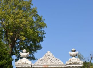 Pets Wander the Streets