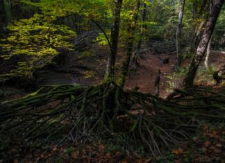Strict Rules for Visiting the Treasury