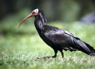 Corinth a Town of Beauty History and Myth